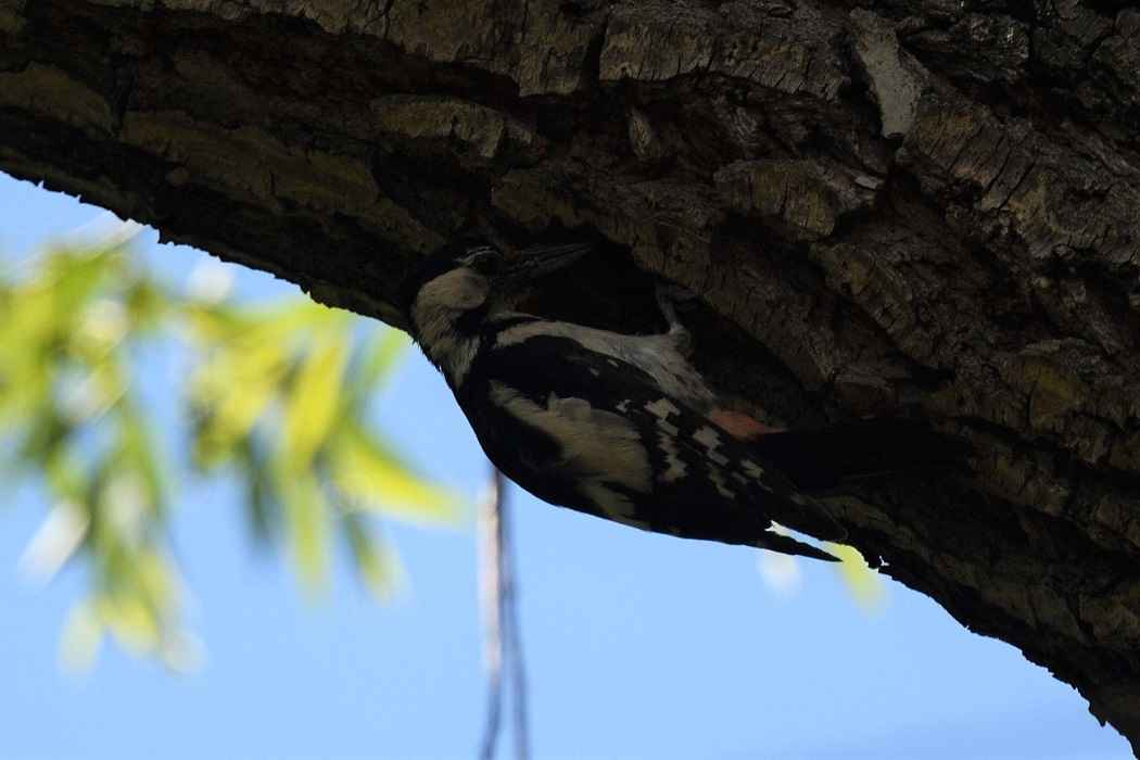 Syrian Woodpecker